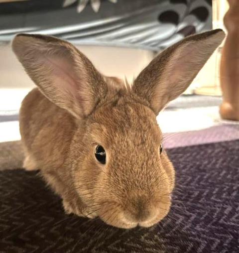 えてちゃん