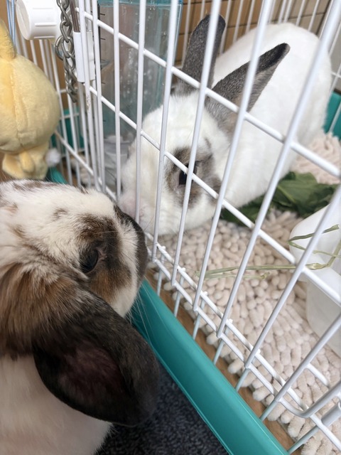 2025-02-03-00-04-49-447