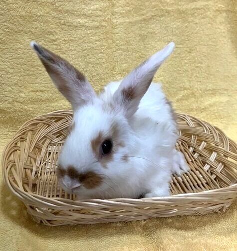 どなちゃん