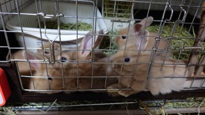 DSC_1464_convert_20230219050334