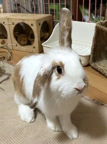 りあちゃん