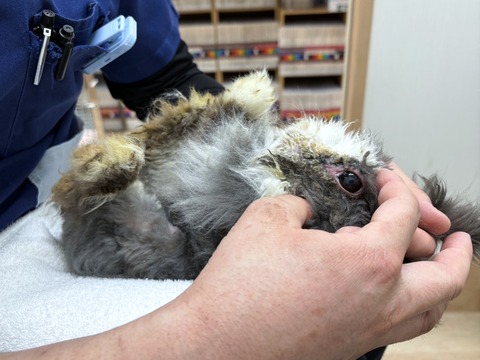 2025-02-03-00-17-06-409