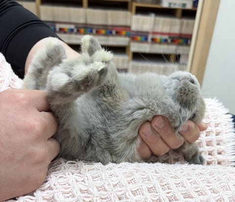 2025-05-08-00-31-06-432