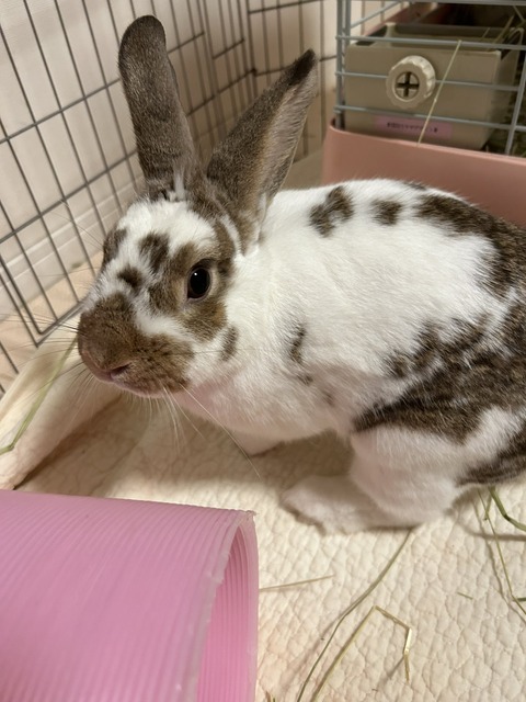 うるる