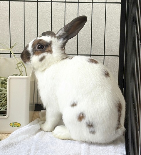 2025-12-06-01-17-10-728