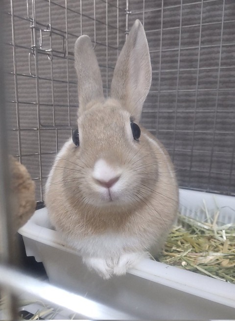 のばらちゃん