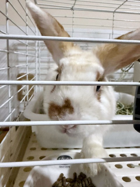 2025-04-16-17-21-27-447