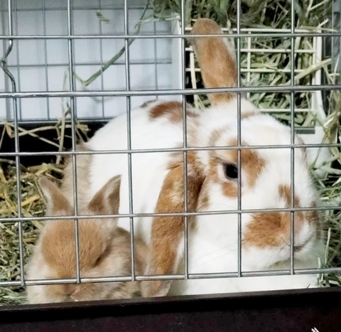 2025-04-04-18-50-31-170