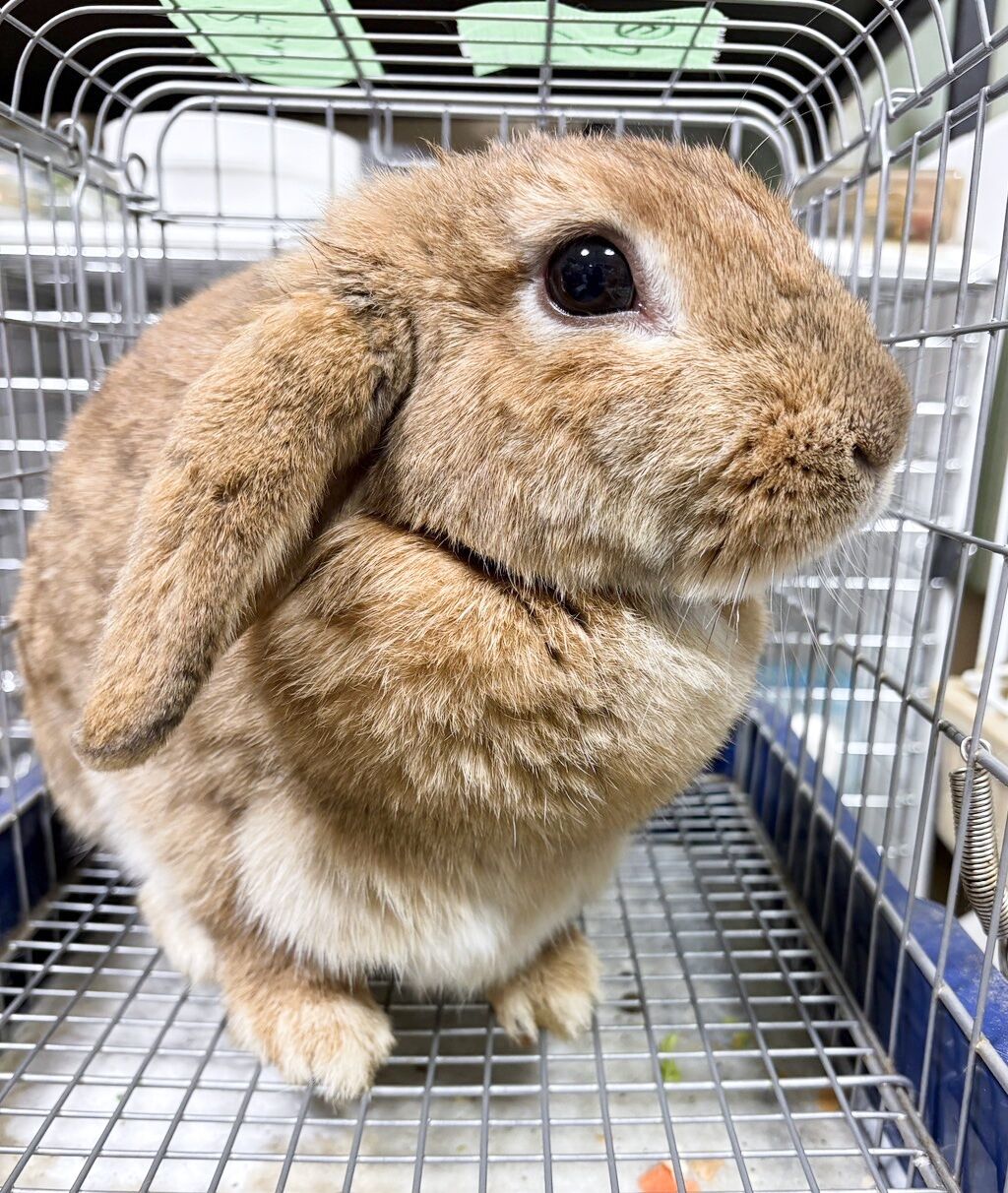 苦戦中…多頭飼育崩壊現場から保護したうさぎたち 梅っこ 苦戦中…多頭飼育崩壊現場から保護したうさぎたち 梅っこ