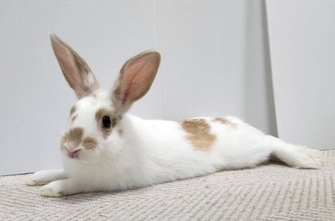 2025-05-08-00-18-13-462