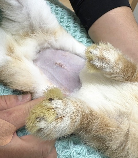 2025-12-06-01-18-54-471