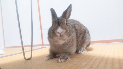 師走っこ もえちゃん04