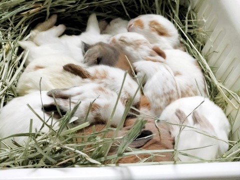 2025-04-04-18-44-21-180