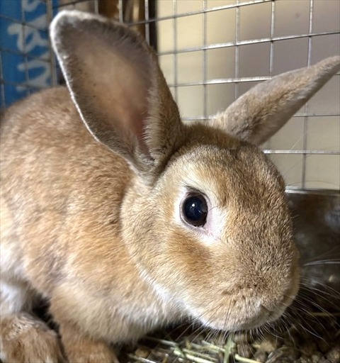 れたちゃん