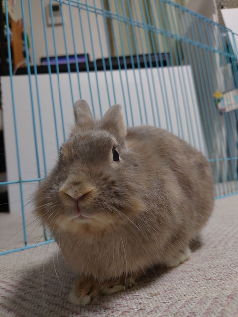 師走っこ りつこちゃん03