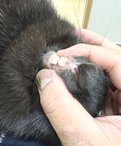 2025-12-06-01-09-42-191