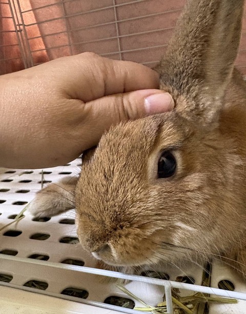 ボニータちゃん