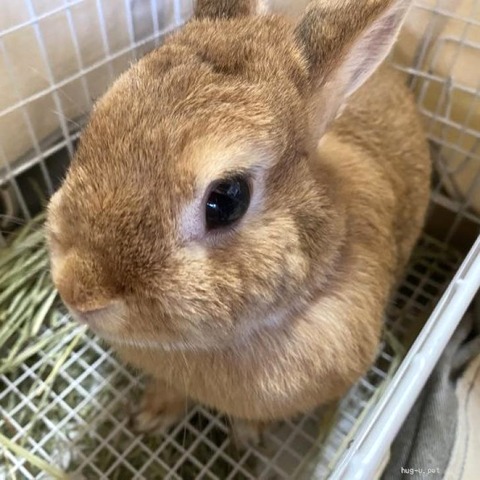 ファブちゃん