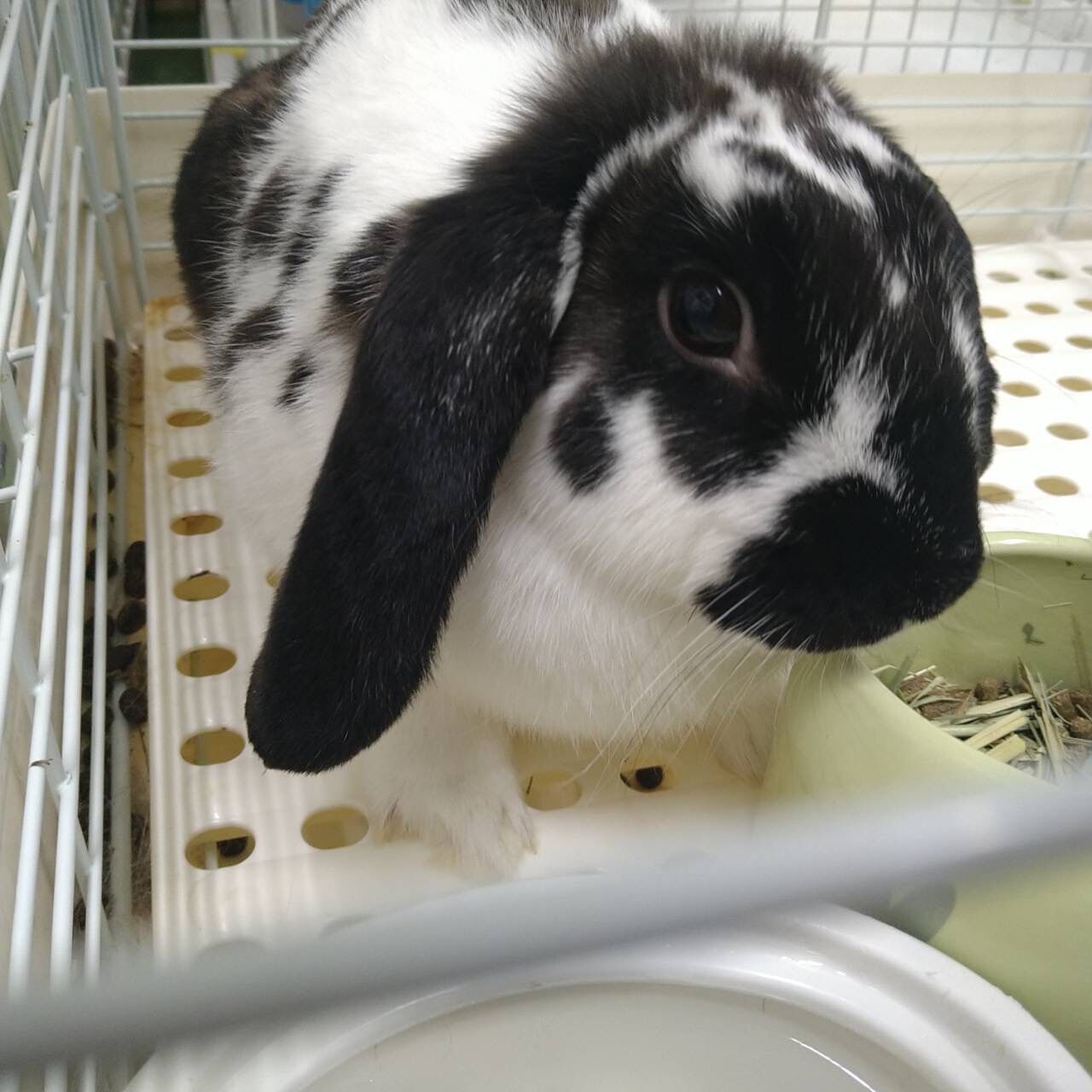新入りの保護うさぎ ファサちゃん : for the RABBIT【保護うさぎ