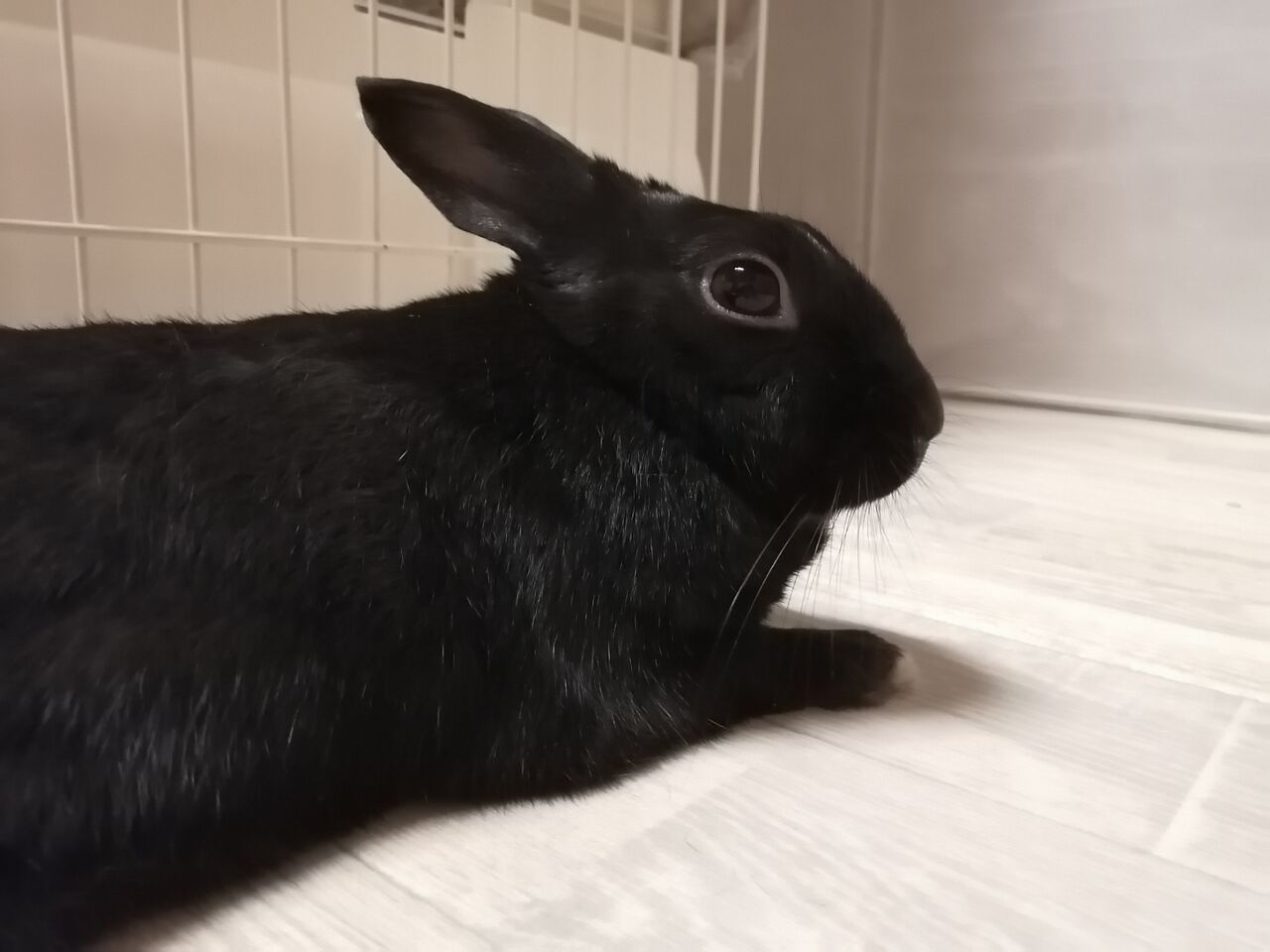 うさぎのくーちゃん ダイエット Capella マクラメとうさぎとねこ
