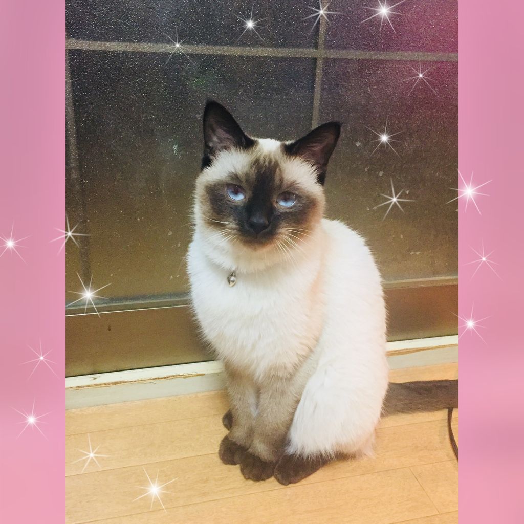 猫かぶる猫 糀谷のヘアサロンcaro カーロ Http Www Hair Caro Com