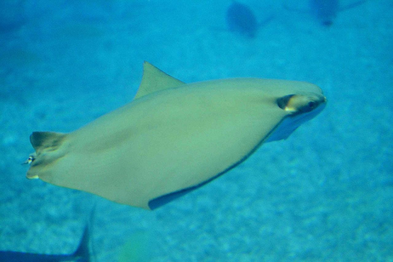 エイ 尻尾 なぜ長い 最も欲しかった壁紙のウェブサイトhd