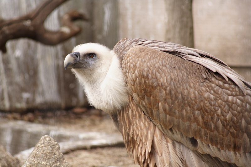 シロエリハゲワシ（千葉市動物公園） : 気まぐれカメラ