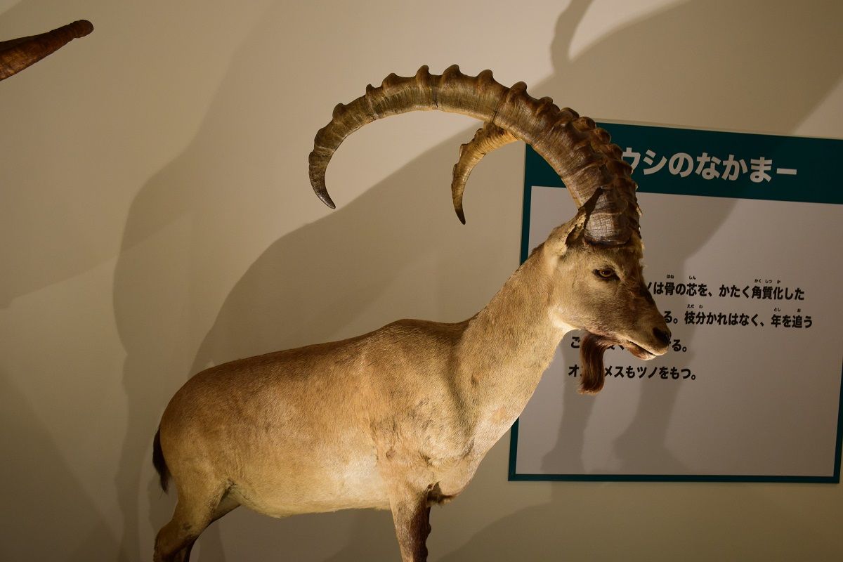 大哺乳類展と浜辺の茶屋 沖縄に移住したので日記でも 大哺乳類展と浜辺の茶屋 沖縄に移住したので日記でも