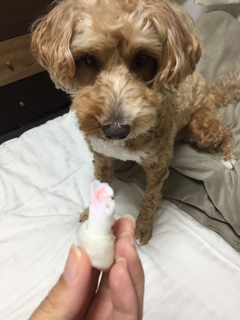 欲には勝てなかったのね デカまるプーのblog 欲には勝てなかったのね デカまるプーのblog