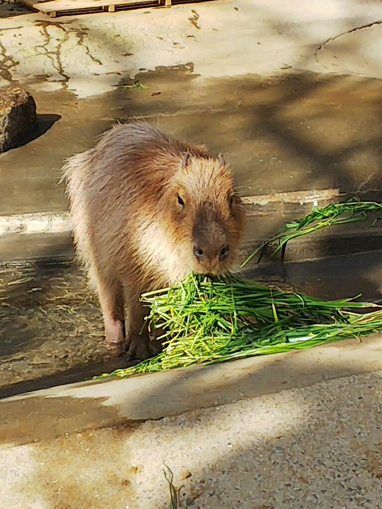 千葉市動物公園 カピバラtime