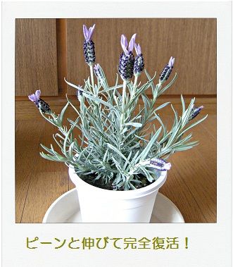 ラベンダーの花がくったりしてきたら きおくのきろく ラベンダーの花がくったりしてきたら きおくのきろく