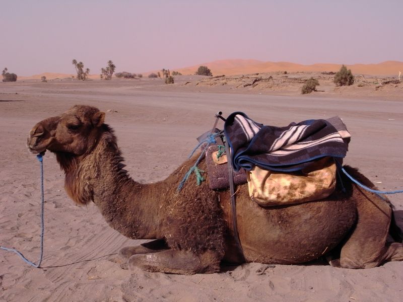 サハラをかじる2days モロッコ メルズーガ Part 1 世界の軌跡 ふわり旅人