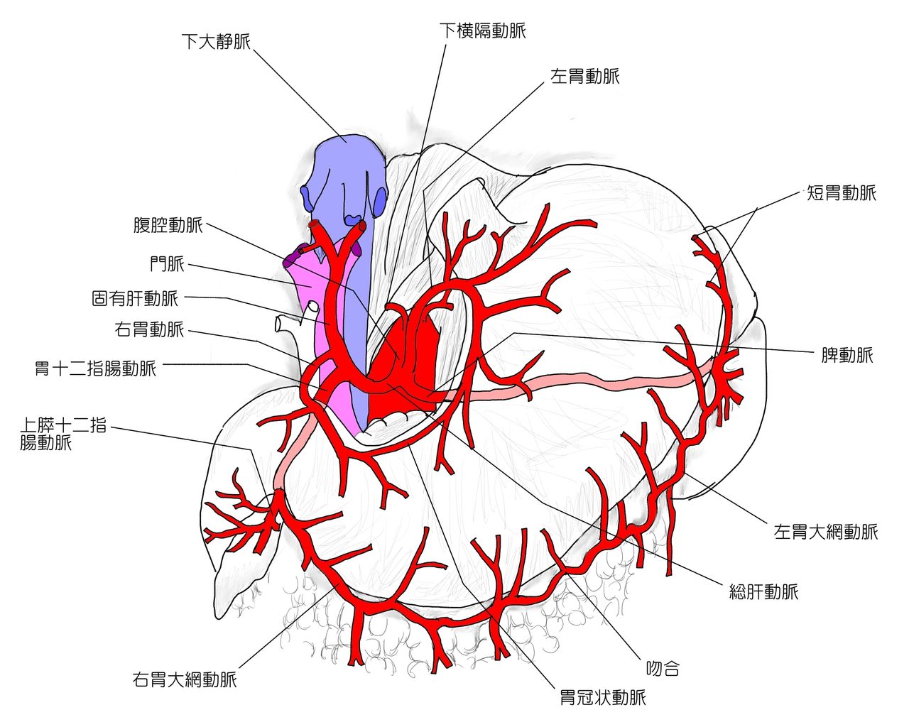 大腿動脈