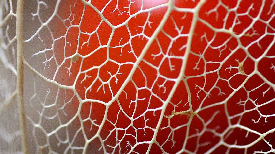 今年の網鬼灯出来ました 気ままに日記