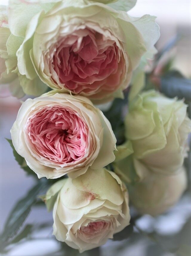 秋バラ2番花と咲かない1番花 バラとキャリアばーちゃんの奮闘記 秋バラ2番花と咲かない1番花 バラとキャリアばーちゃんの奮闘記