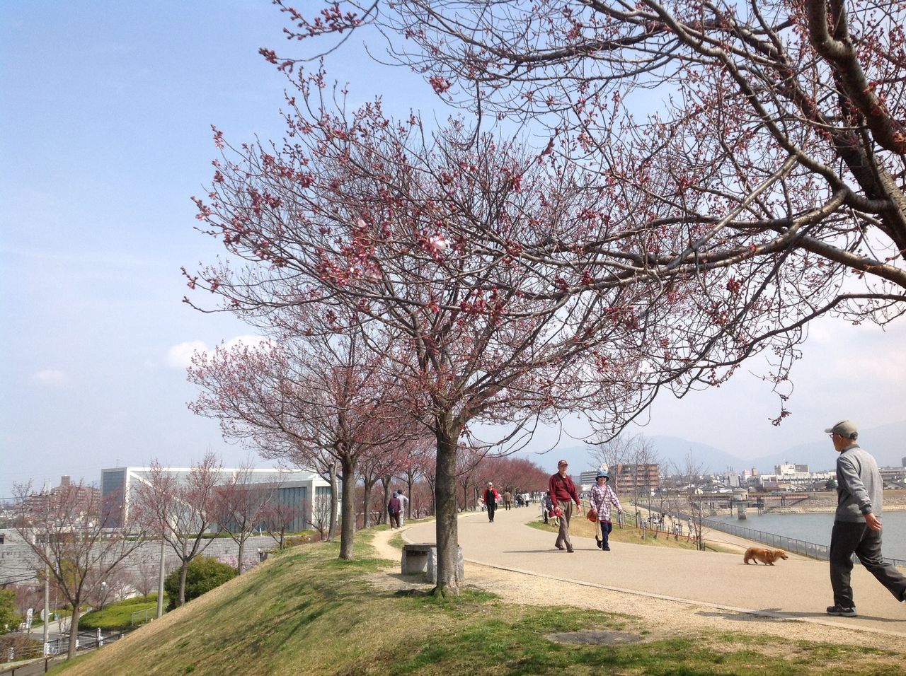狭山池公園の桜 17 03 30 ケアタクシー ふじもと ドライバーブログ 狭山池公園の桜 17 03 30 ケアタクシー ふじもと ドライバーブログ