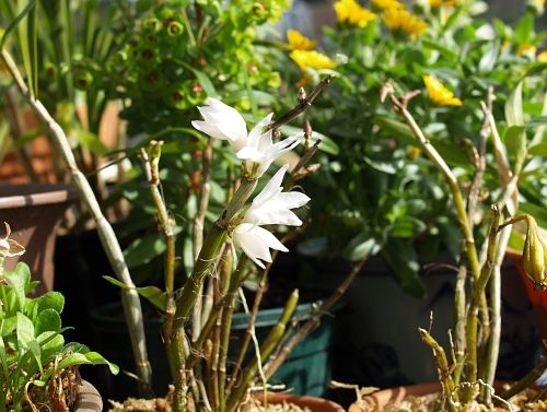 セッコク 杜鵑草 花日記