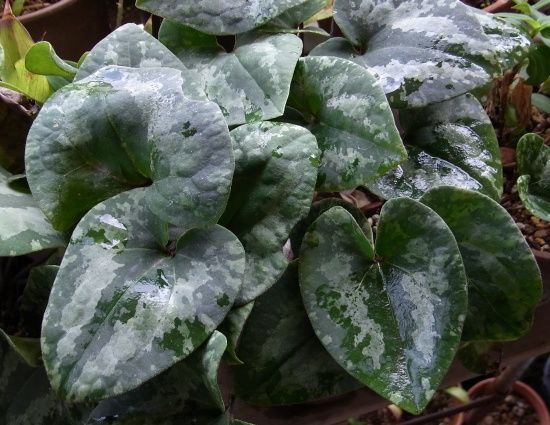カントウカンアオイ 寒葵の花 杜鵑草 花日記