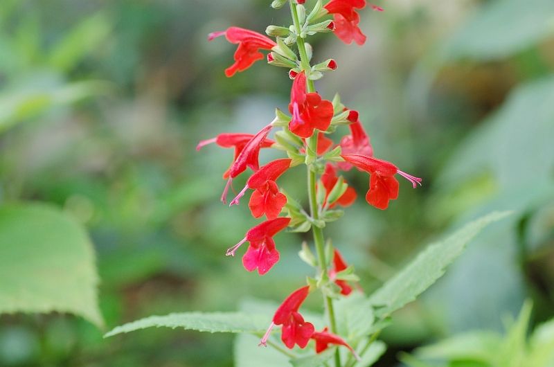 赤と白 サルビアとネジバナ白 杜鵑草 花日記