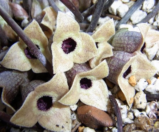 カントウカンアオイ 寒葵の花 杜鵑草 花日記