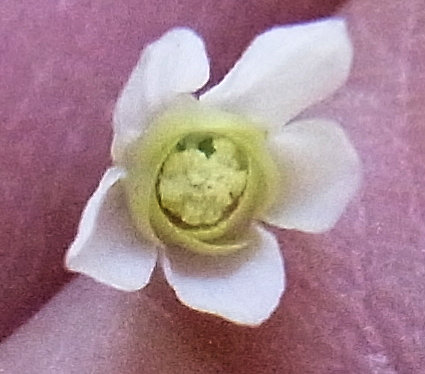 ヒメウズ花弁