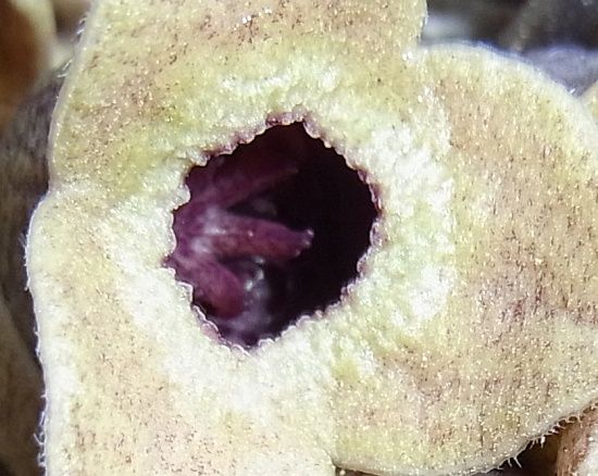 カントウカンアオイ 寒葵の花 杜鵑草 花日記