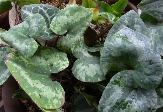 カントウカンアオイ 寒葵の花 杜鵑草 花日記