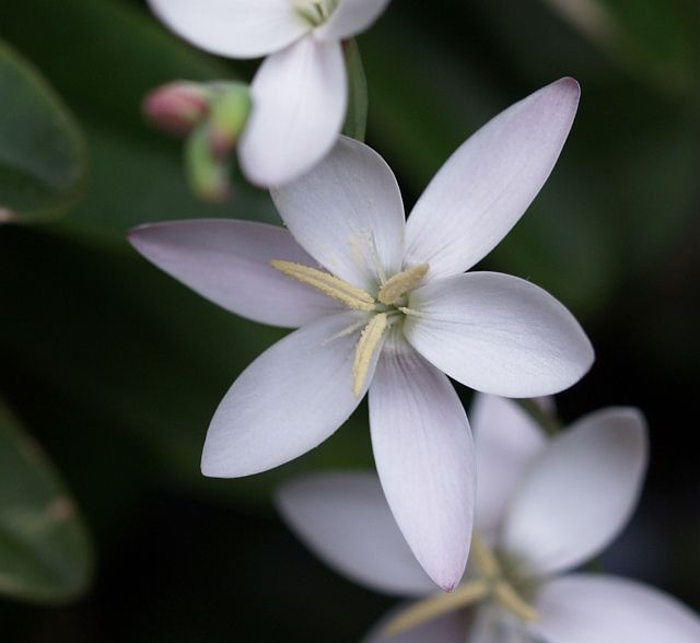 午後6時から咲く花 ヘスペランサ ククラータ 杜鵑草 花日記