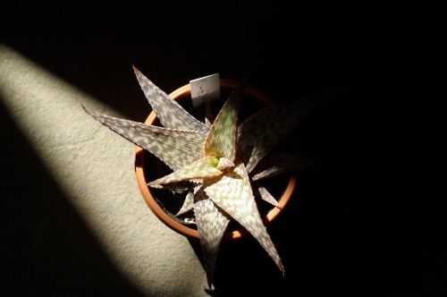 スノーホワイト 翡翠殿 杜鵑草 花日記 スノーホワイト 翡翠殿 杜鵑草 花日記