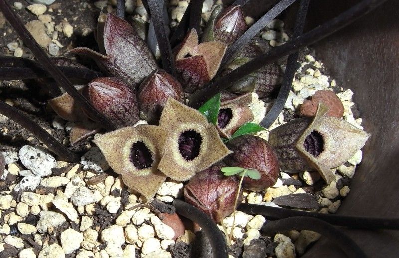 カントウカンアオイの花 去年のかはほり