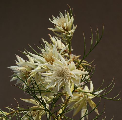 恥じらいの消えたセルリア Blushing Bride 去年のかはほり