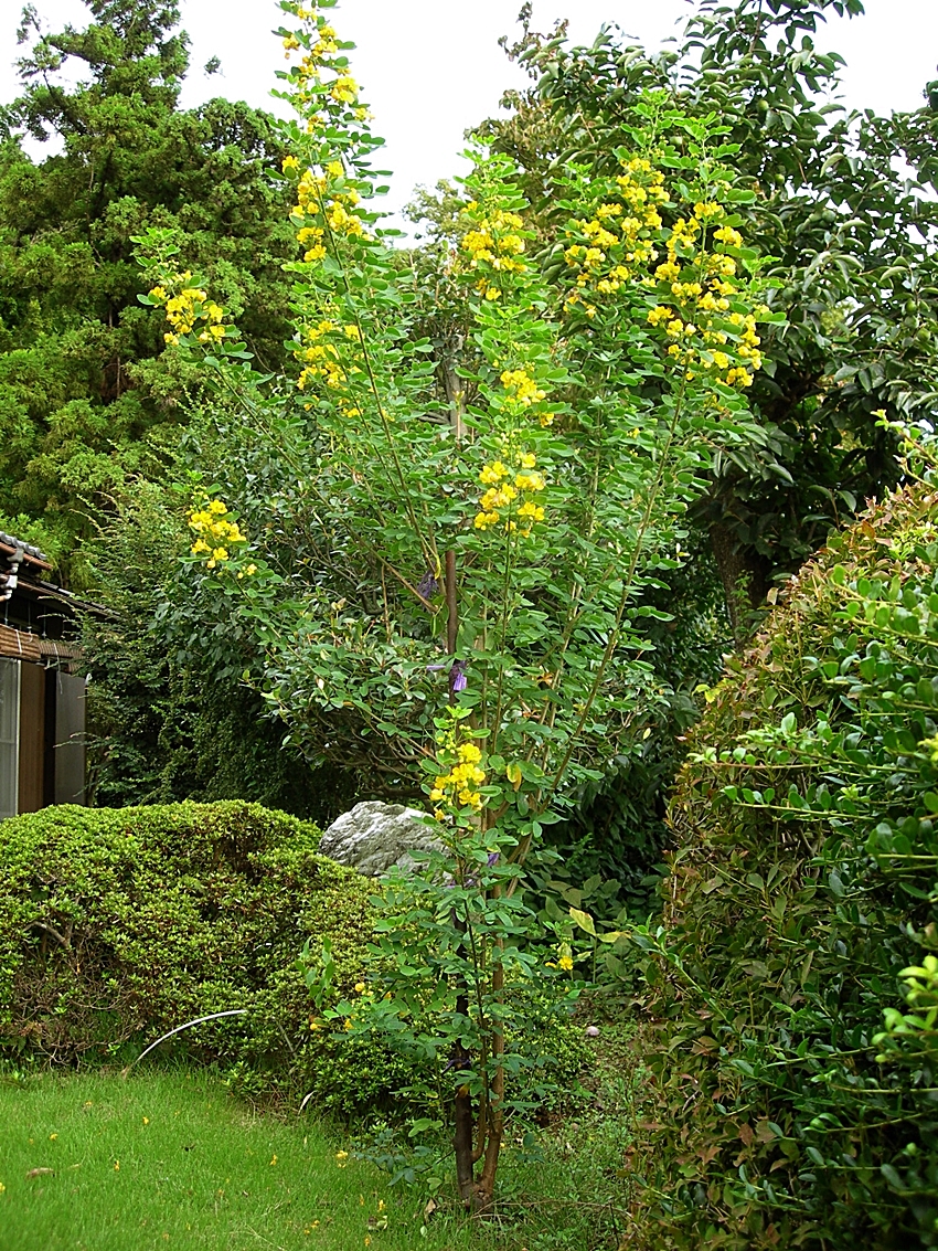 アンデスの乙女 去年のかはほり