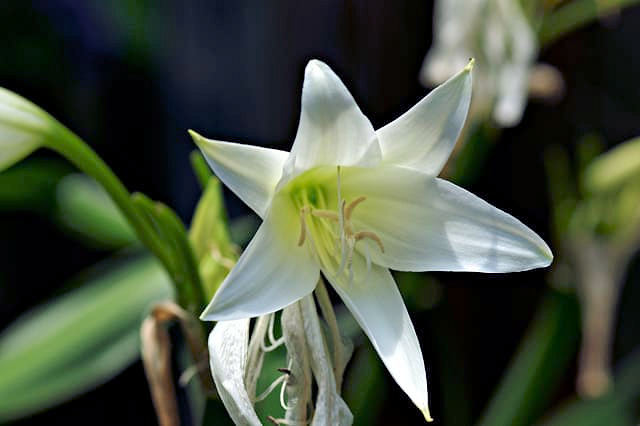 アフリカハマユウ 去年のかはほり