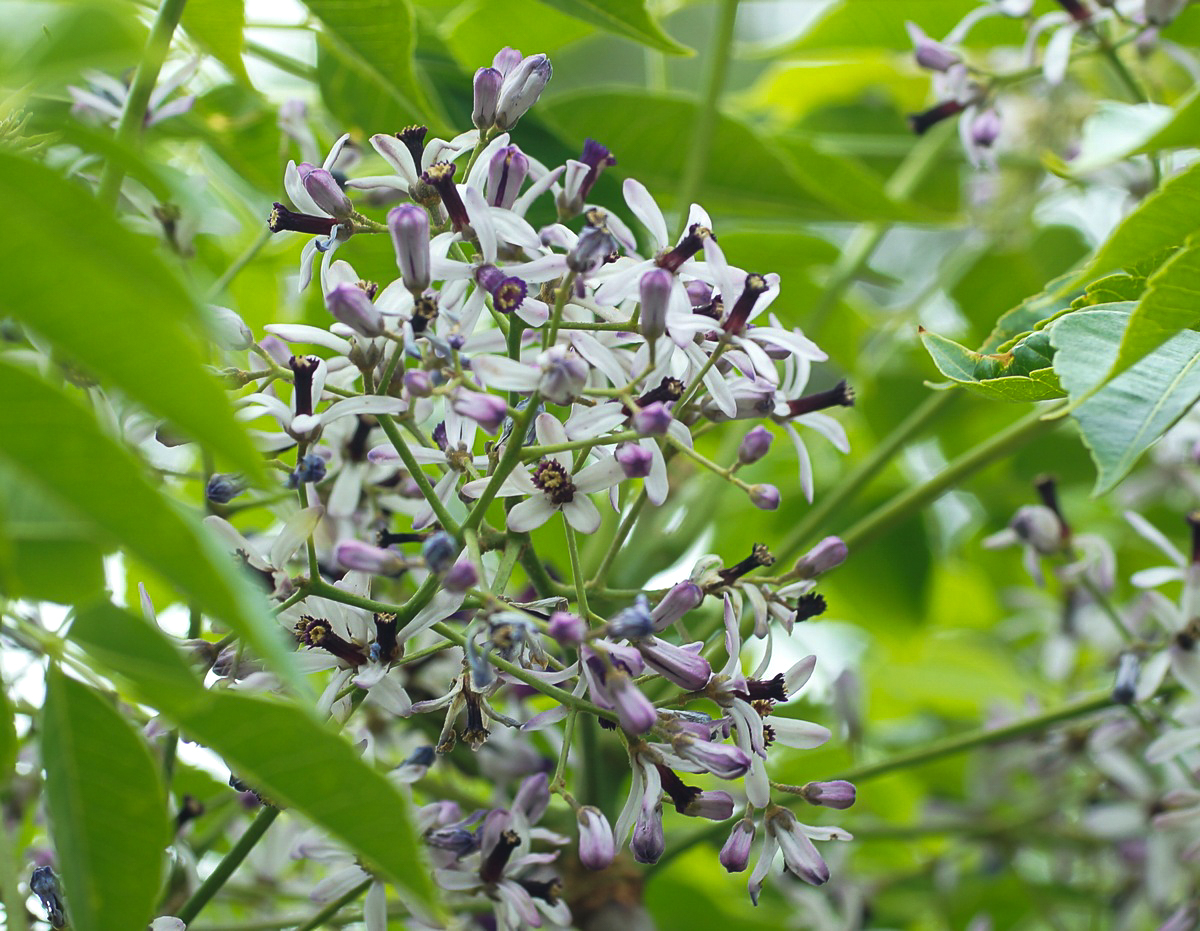 センダンの花 去年のかはほり